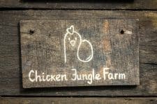 Jungle Chicken Farm
